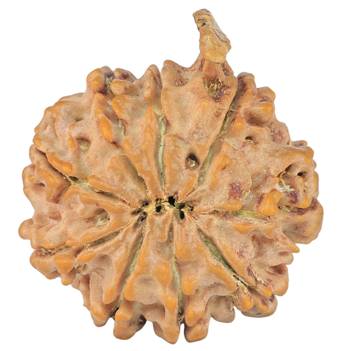 9 Mukhi Ganesh 29.2mm 5.16gm - Rudraksha back
