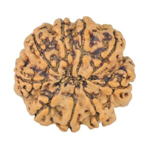 9 Mukhi Rudraksha 20.6mm 2.34gm - Rudraksha back