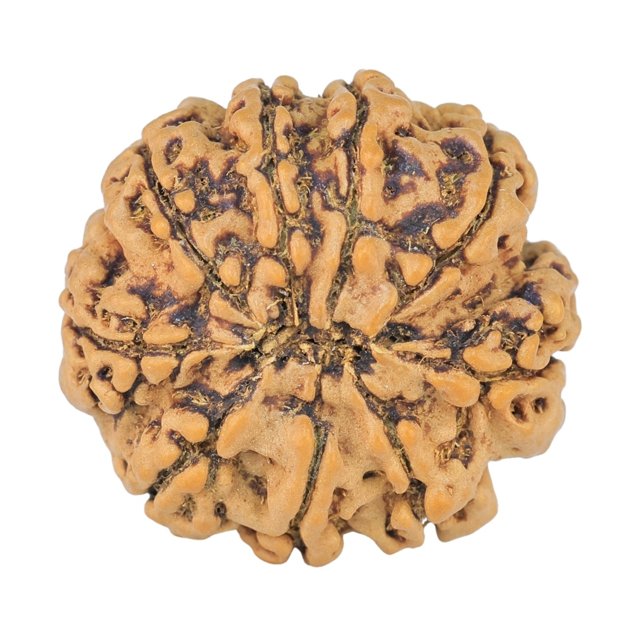 9 Mukhi Rudraksha 20.6mm 2.34gm - Rudraksha back