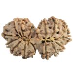 16 MK Gaurishankar 33.5mm 5.33gm - Rudraksha back