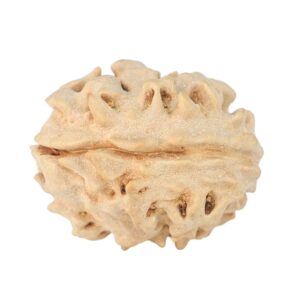 1 Mukhi Rudraksha 18.6mm 1.93gm - Rudraksha back