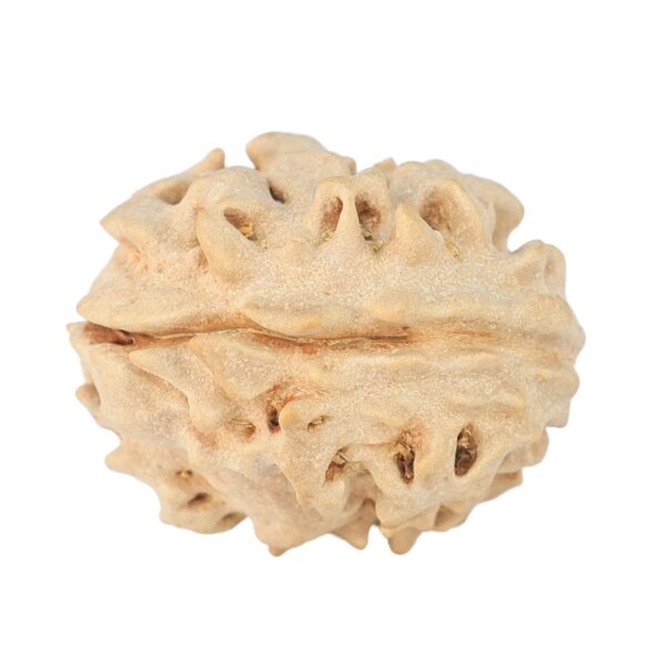 1 Mukhi Rudraksha 18.6mm 1.93gm - Rudraksha back