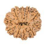 10 Mukhi Rudraksha 24.5mm 3.29gm - Rudraksha back