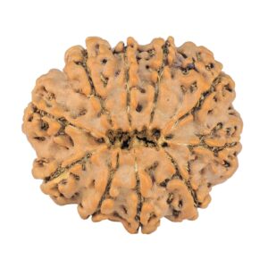 10 Mukhi Rudraksha 24.5mm 3.29gm - Rudraksha back