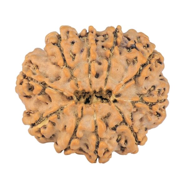 10 Mukhi Rudraksha 24.5mm 3.29gm - Rudraksha back