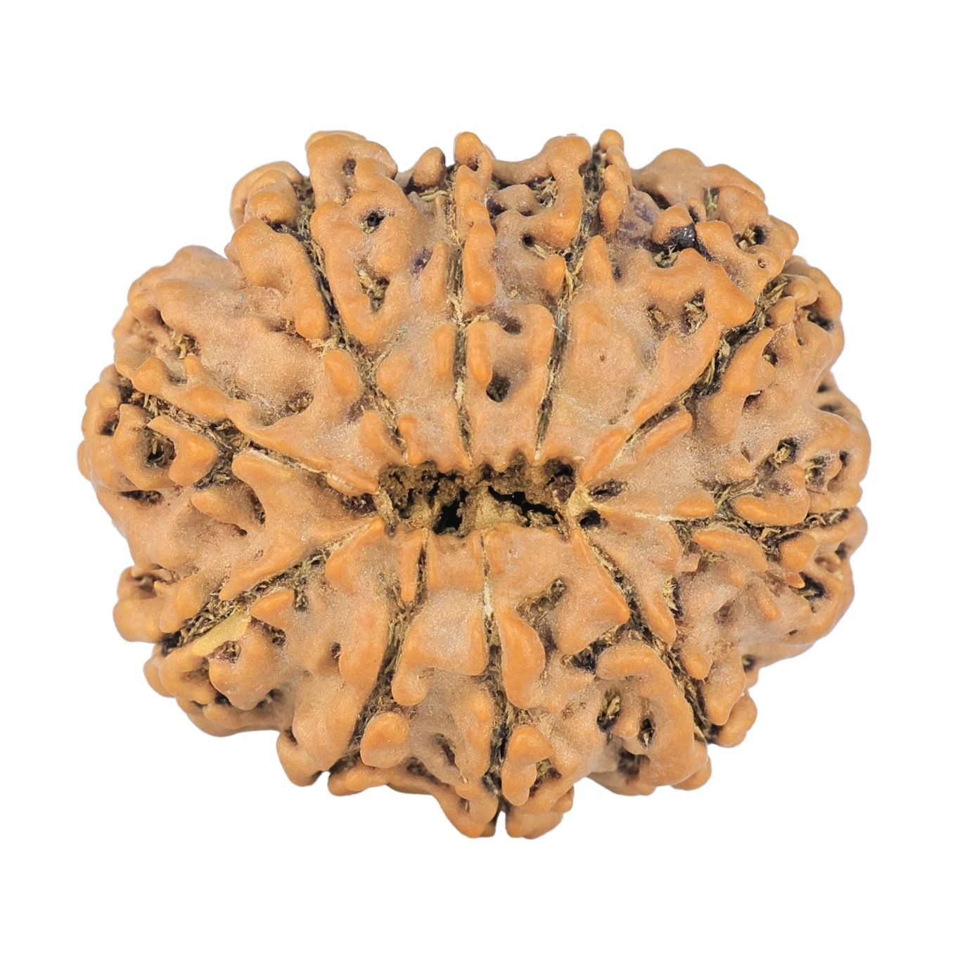 10 Mukhi Rudraksha 24.5mm 3.29gm - Rudraksha back