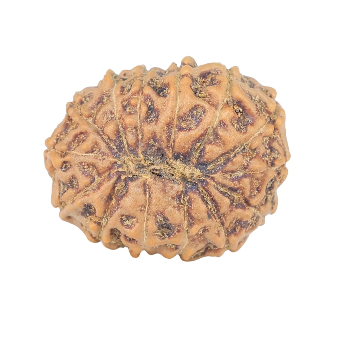 14 Mukhi Rudraksha 21.1mm 2.64gm - Rudraksha back