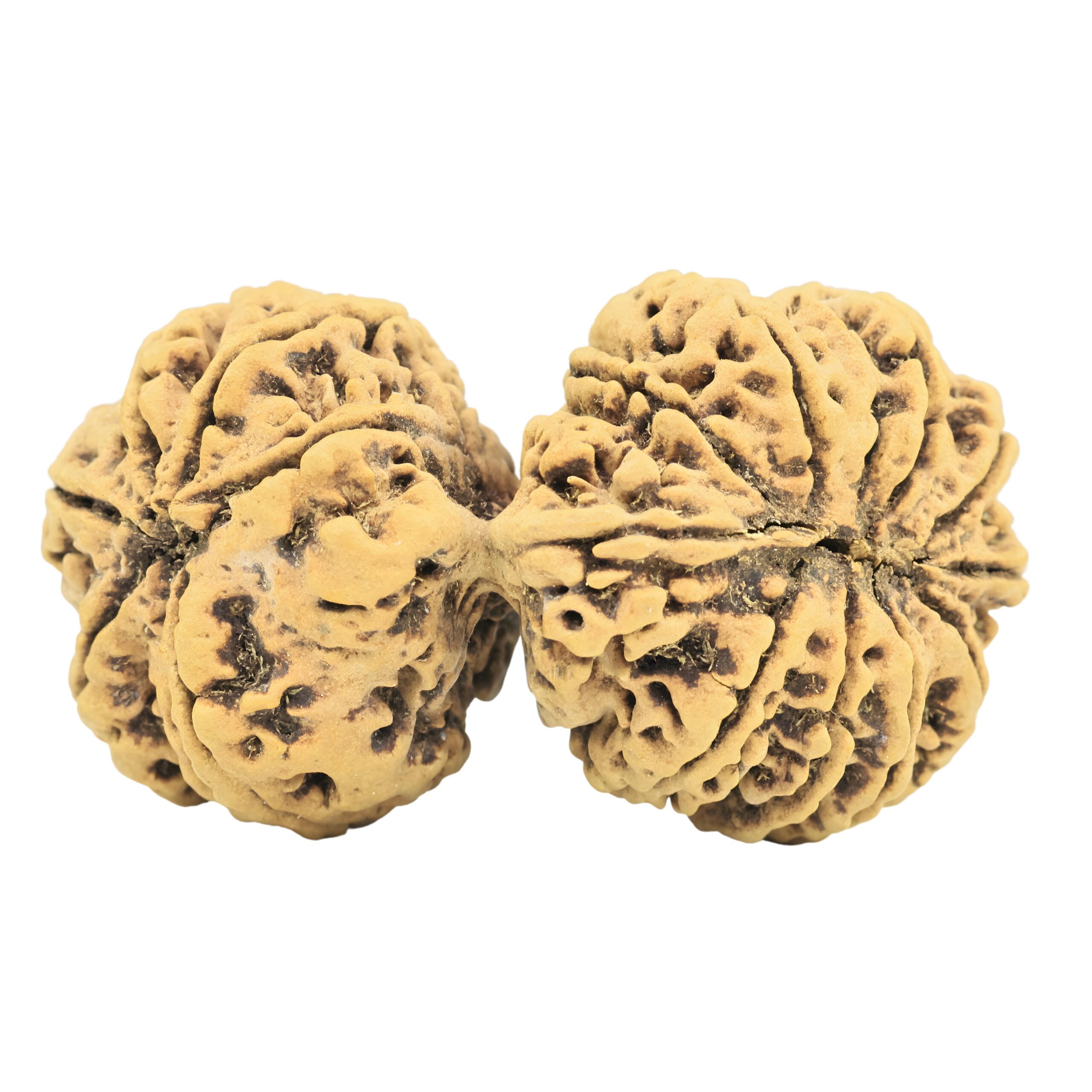 17 MK Gaurishankar 40.9mm 7.16gm - Rudraksha back