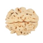 1 Mukhi Rudraksha 19.8mm 2.34gm - Rudraksha back