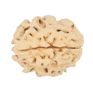 1 Mukhi Rudraksha 19.8mm 2.34gm - Rudraksha back