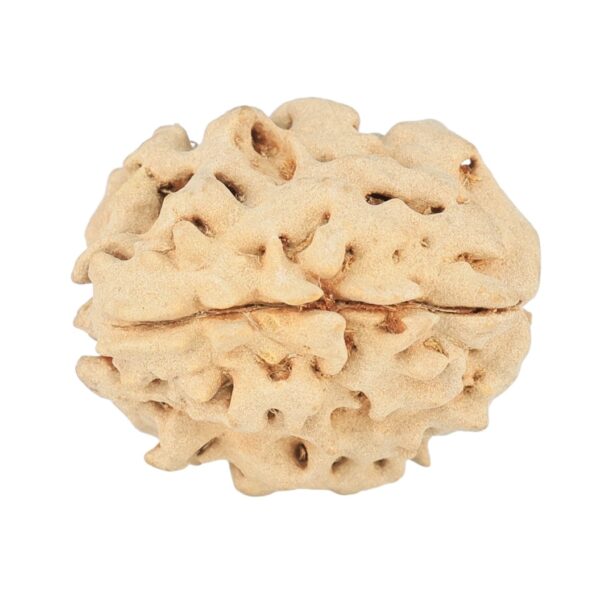 1 Mukhi Rudraksha 19.8mm 2.34gm - Rudraksha back