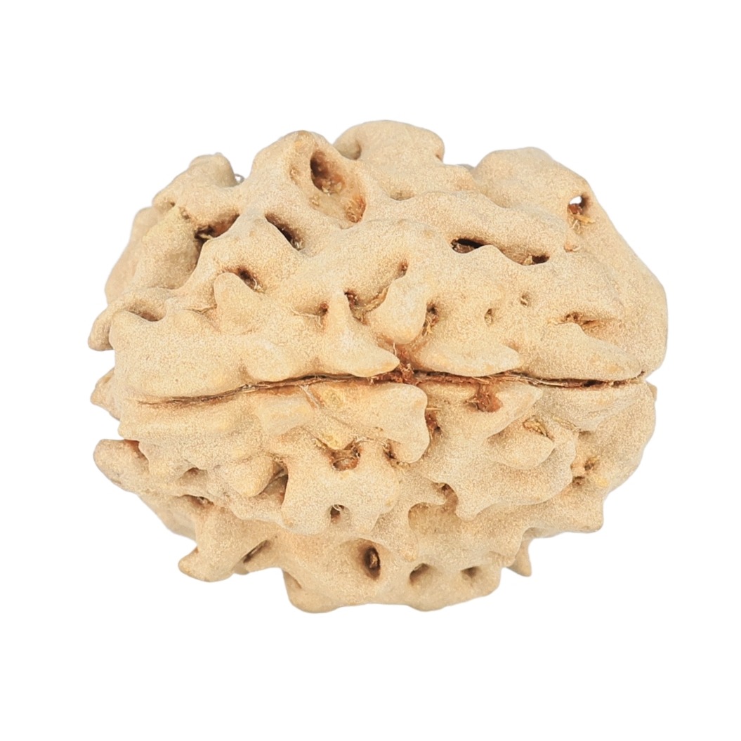 1 Mukhi Rudraksha 19.8mm 2.34gm - Rudraksha back