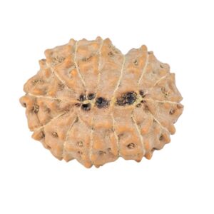 14 Mukhi Rudraksha 21.5mm 2.51gm - Rudraksha back