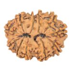 11 Mukhi Rudraksha 28.6mm 4.65gm - Rudraksha back