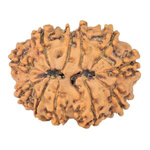 11 Mukhi Rudraksha 28.6mm 4.65gm - Rudraksha back