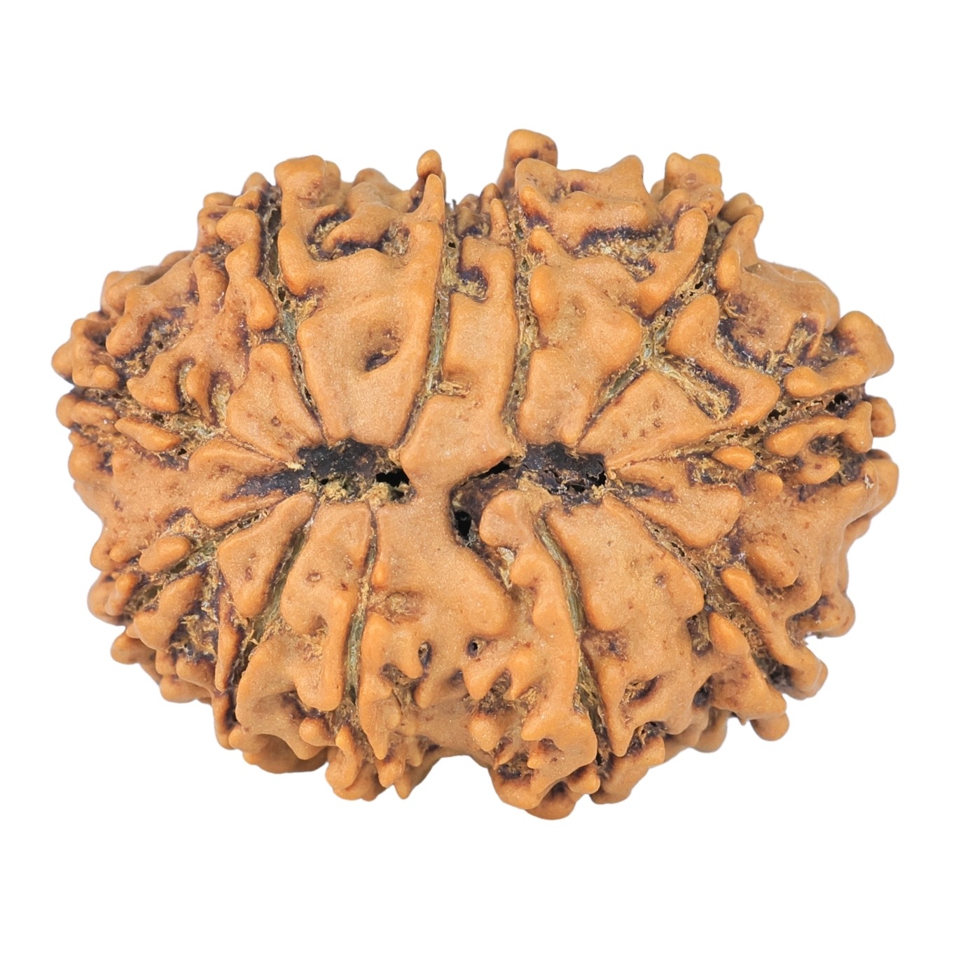 11 Mukhi Rudraksha 28.6mm 4.65gm - Rudraksha back