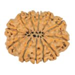 12 Mukhi Rudraksha 28.6mm 4.74gm - Rudraksha back