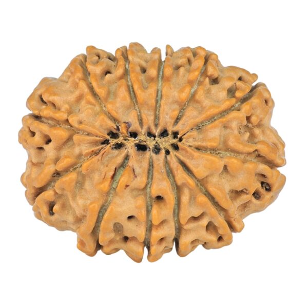 12 Mukhi Rudraksha 28.6mm 4.74gm - Rudraksha back