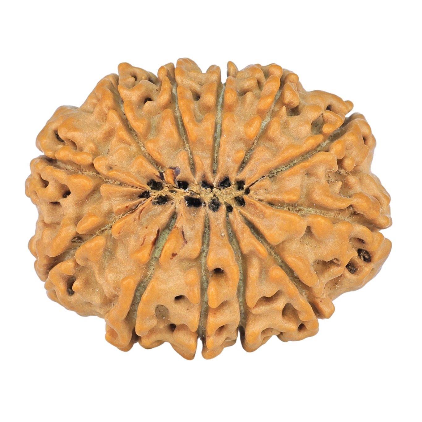 12 Mukhi Rudraksha 28.6mm 4.74gm - Rudraksha back