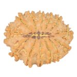 13 Mukhi Rudraksha 25.2mm 3.48gm - Rudraksha back