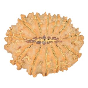 13 Mukhi Rudraksha 25.2mm 3.48gm - Rudraksha back