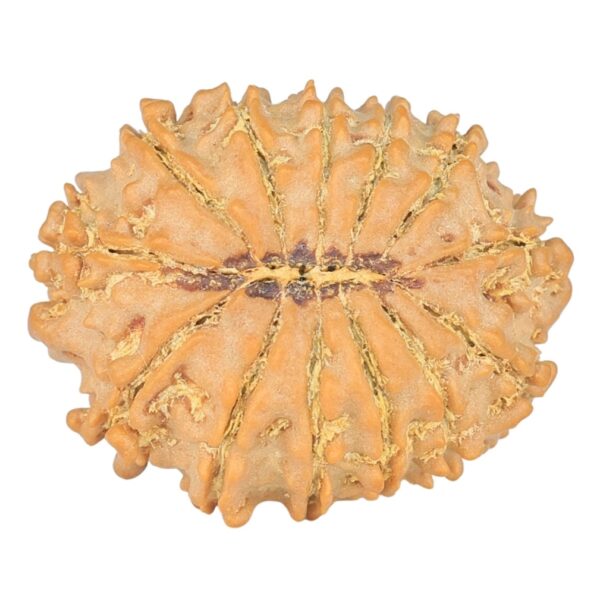 13 Mukhi Rudraksha 25.2mm 3.48gm - Rudraksha back