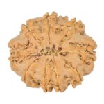 9 Mukhi Rudraksha 21.7mm 2.58gm - Rudraksha back
