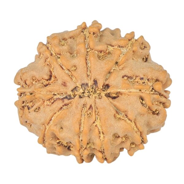 9 Mukhi Rudraksha 21.7mm 2.58gm - Rudraksha back