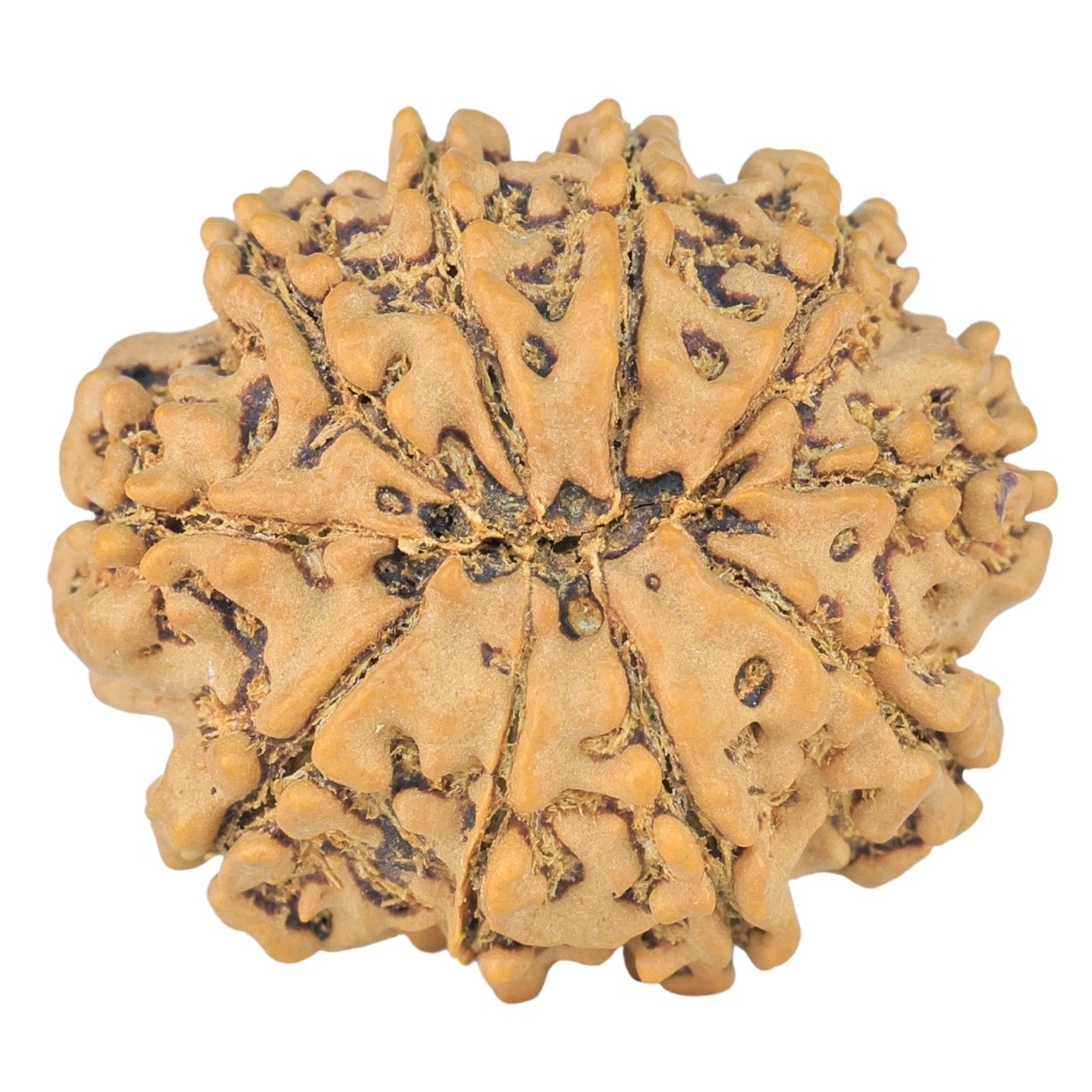 10 Mukhi Rudraksha 24.8mm 3.69gm - Rudraksha back