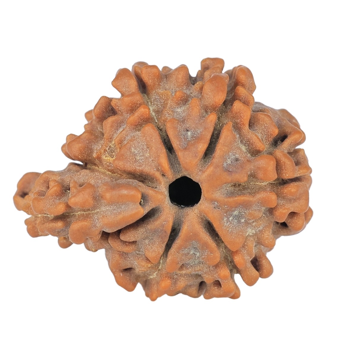 Sawar/Ganesh (7+1) 21.6mm 2.57gm - Rudraksha back
