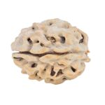 1 Mukhi Rudraksha 19.9mm 2.17gm - Rudraksha back