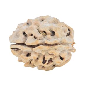 1 Mukhi Rudraksha 19.9mm 2.17gm - Rudraksha back
