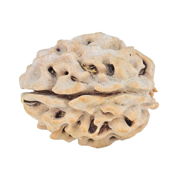 1 Mukhi Rudraksha 19.9mm 2.17gm - Rudraksha back