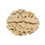 1 Mukhi Rudraksha 17.4mm 1.24gm - Rudraksha back