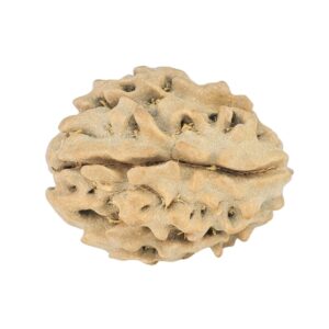 1 Mukhi Rudraksha 17.4mm 1.24gm - Rudraksha back