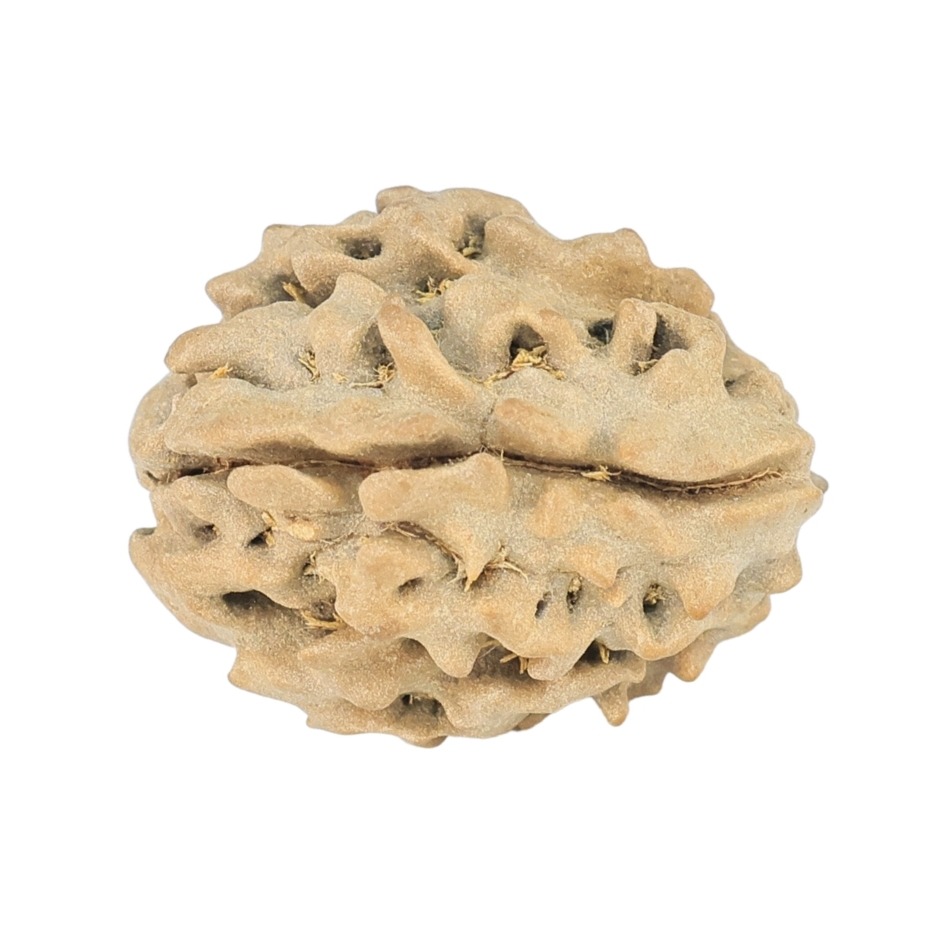 1 Mukhi Rudraksha 17.4mm 1.24gm - Rudraksha back