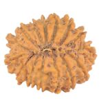 15 Mukhi Rudraksha 24.9mm 3.51gm - Rudraksha back
