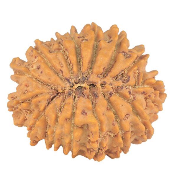 15 Mukhi Rudraksha 24.9mm 3.51gm - Rudraksha back