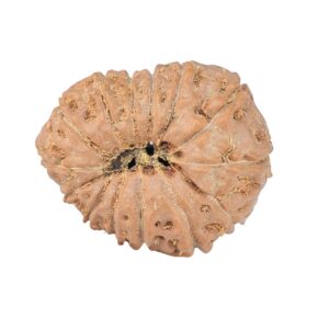 14 Mukhi Rudraksha 22.2mm 2.58gm - Rudraksha back