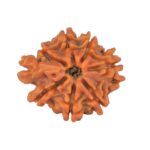 Sawar/Ganesh (7+1) 19.4mm 1.82gm - Rudraksha back