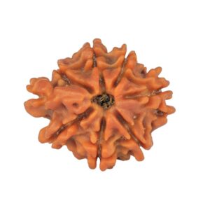 Sawar/Ganesh (7+1) 19.4mm 1.82gm - Rudraksha back
