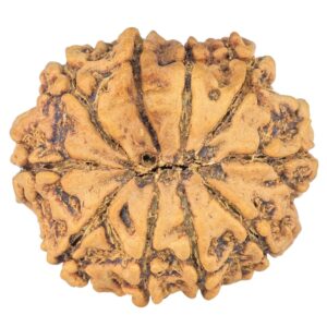 10 Mukhi Rudraksha 23.5mm 2.84gm - Rudraksha back
