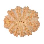 10 Mukhi Rudraksha 26.2mm 4.79gm - Rudraksha back