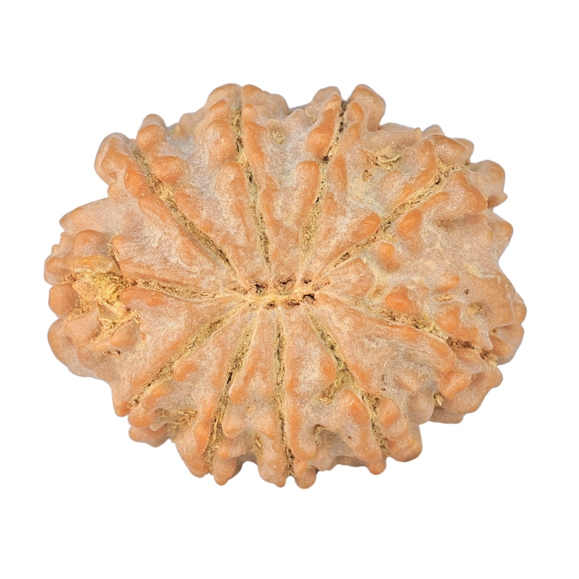 10 Mukhi Rudraksha 26.2mm 4.79gm - Rudraksha back