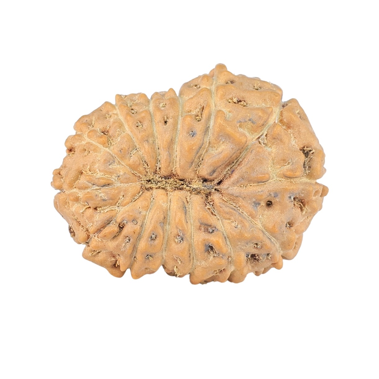 14 Mukhi Rudraksha 23.6mm 2.78gm - Rudraksha back