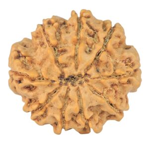 9 Mukhi Rudraksha 28.1mm 6.24gm - Rudraksha back