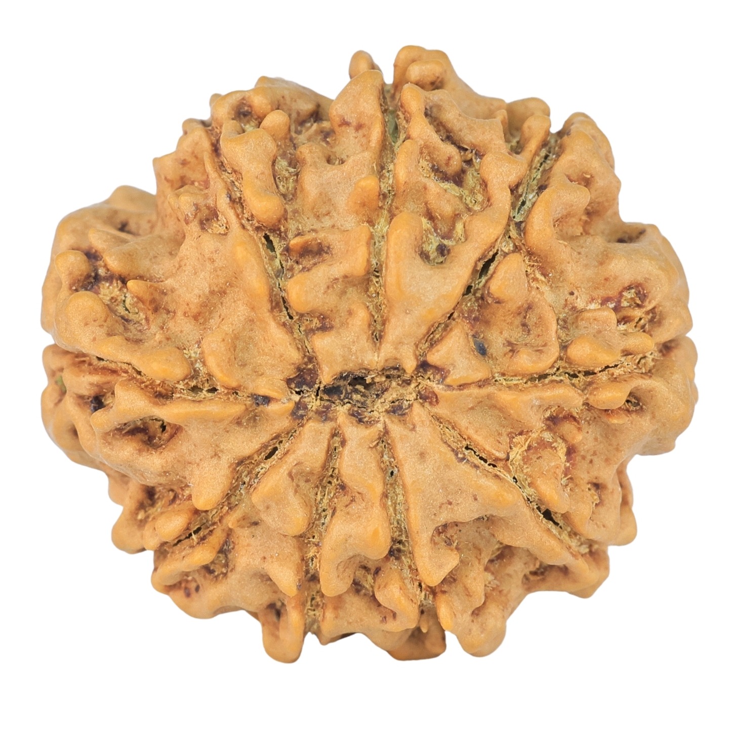 9 Mukhi Rudraksha 28.1mm 6.24gm - Rudraksha back