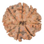 8 Mukhi Rudraksha 19.3mm 2.43gm - Rudraksha back
