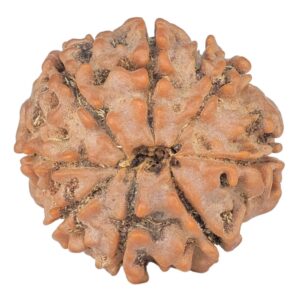 8 Mukhi Rudraksha 19.3mm 2.43gm - Rudraksha back