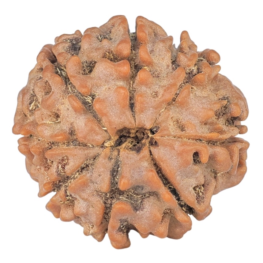 8 Mukhi Rudraksha 19.3mm 2.43gm - Rudraksha back